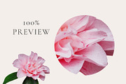 PNG Floral clipart collection, an Object Graphic by Imageblend (Thumbnail 6 of 8)