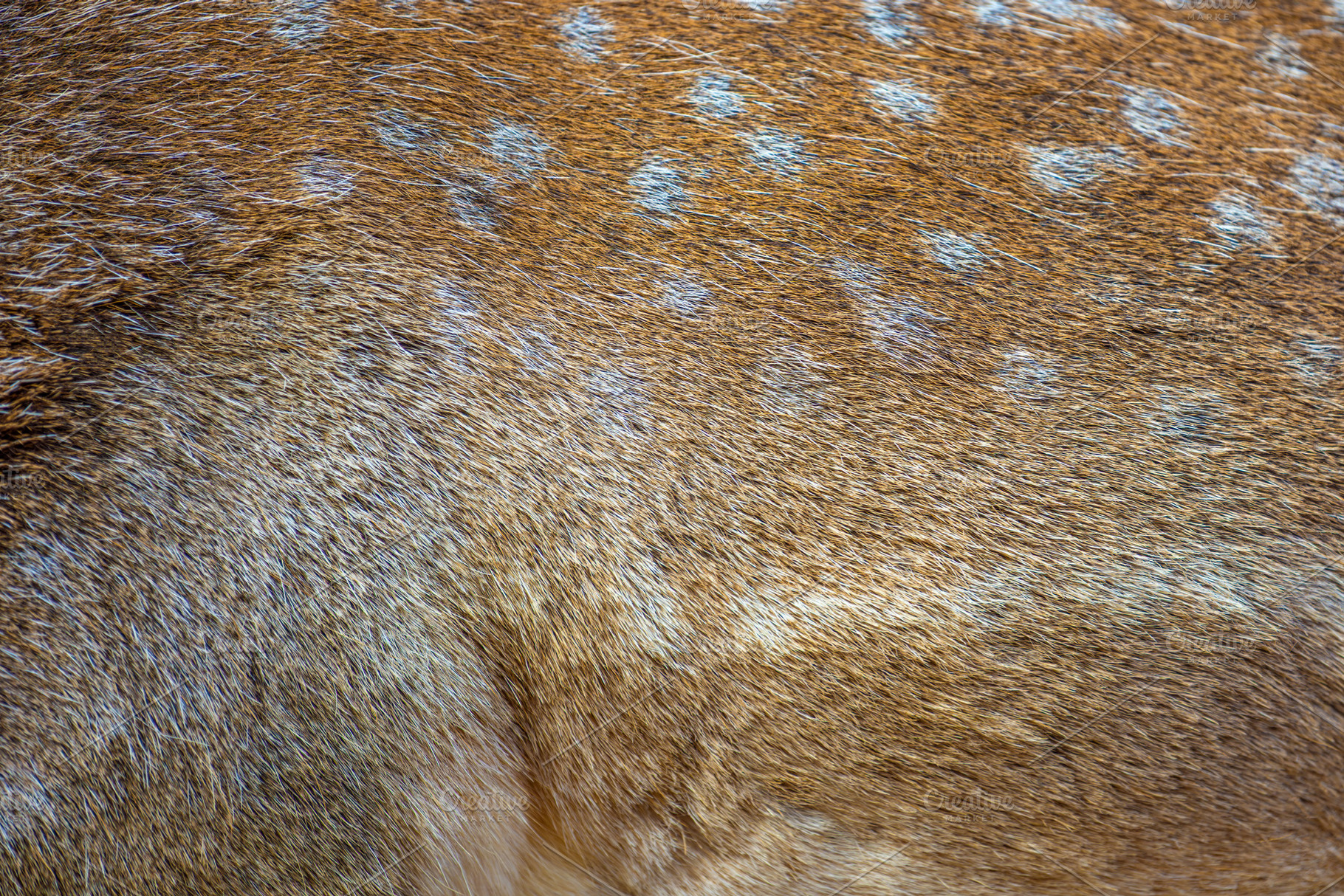 Real texture beautiful skin of spotted fallow deer, an Animal Photo by Byrdyak