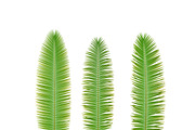 Palm branch, an Environmental 3D Model by AndrewWhite (Thumbnail 8 of 10)