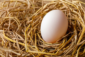 Hen or duck egg on straw
