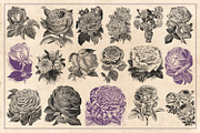 70 Vintage Rose Illustrations, an Illustration by Brigantine Designs (Thumbnail 5 of 7)