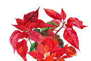 Christmas Poinsettia, a Decorative Illustration by Nataliapiache (Thumbnail 4 of 5)