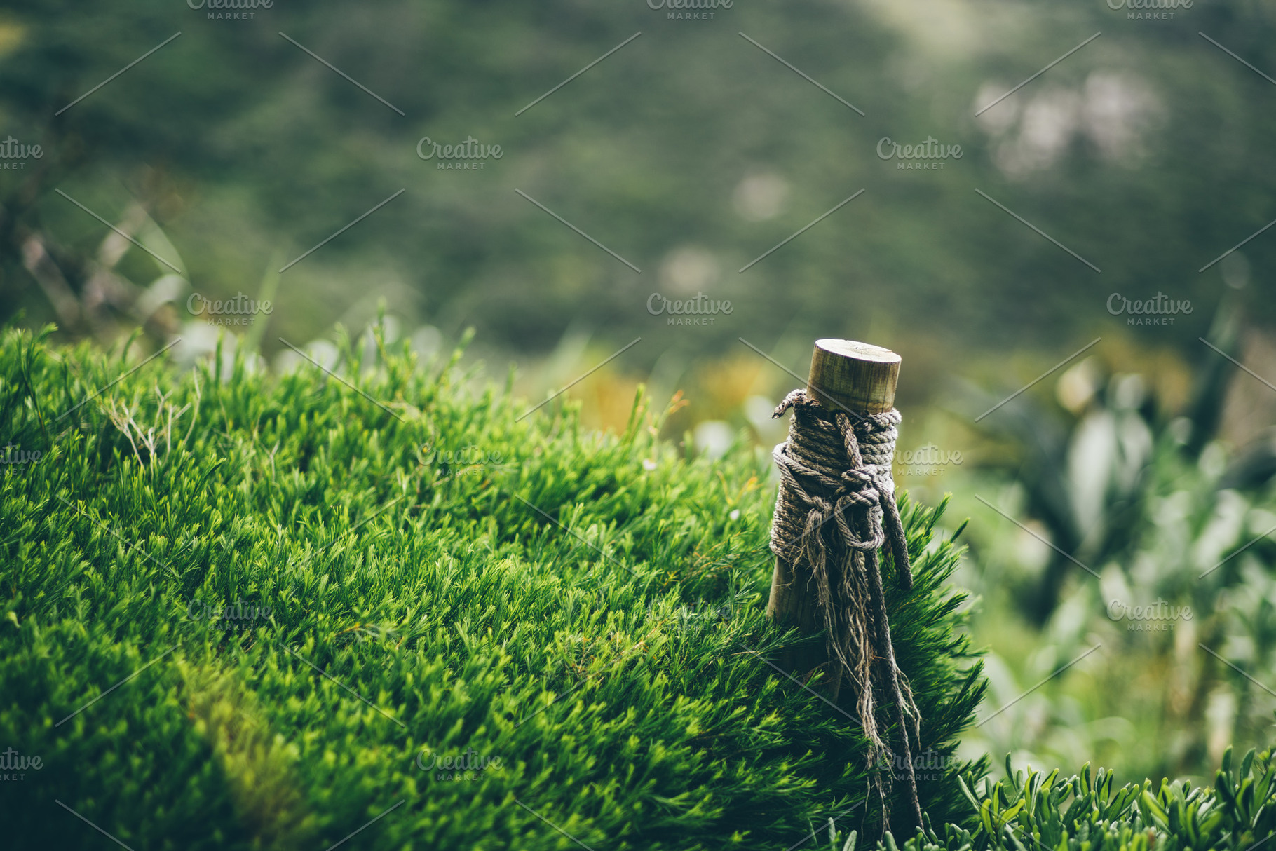 Wooden post in lush greenery, a Wallpaper Photo by SkyNext