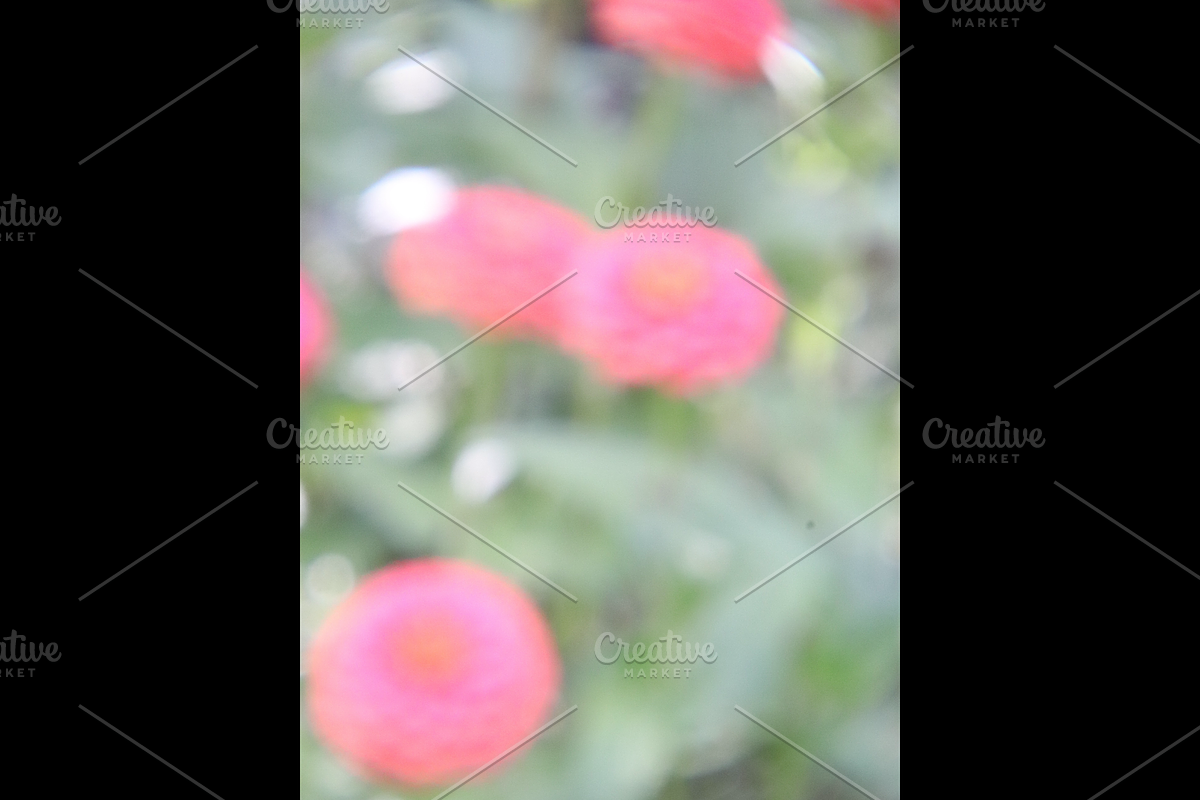 Dreamy, Ethereal Flower Photo Bundle, a Nature Photo by AmandaFagan (Photo 9 of 13)