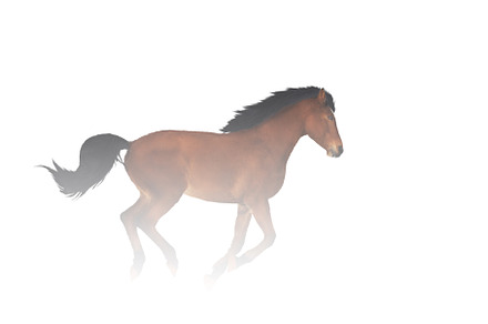horse runs in a white haze, an Animal Photo by Pakosta