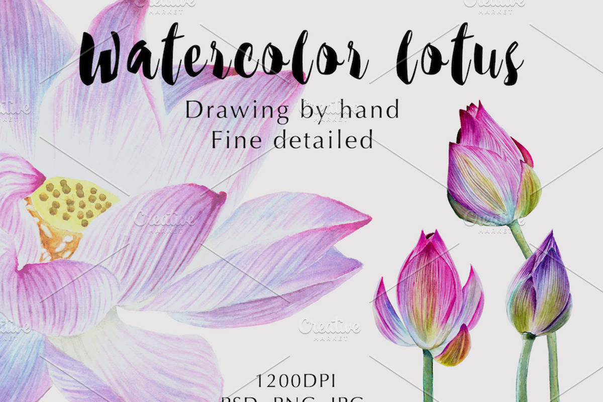 Watercolor lotuses collection, an Illustration by Verlena's Corner (Photo 1 of 7)