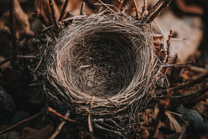 Abandoned Bird Nest in Forest, a Nature Photo by Virgo Studio