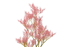 Filipendula Rubra