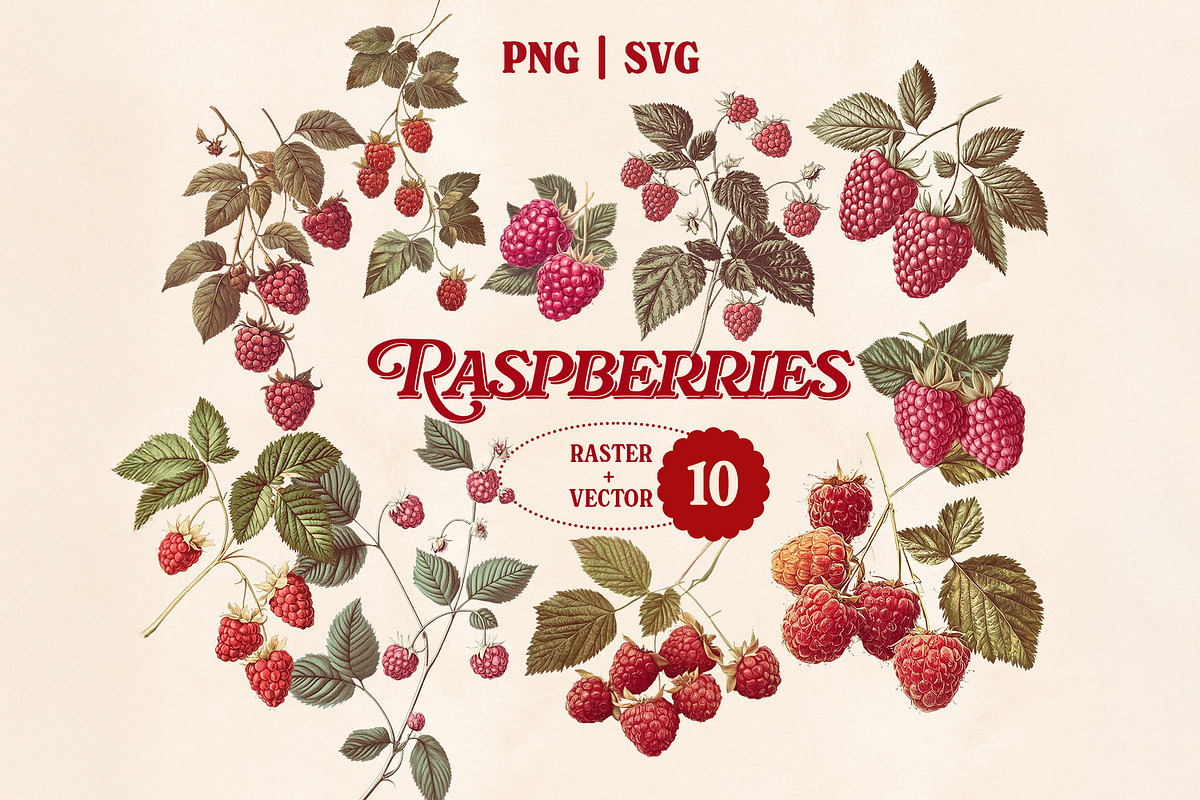 Vintage Fruit & Berry Bundle PNG SVG, a Food Illustration by Marie T (Photo 8 of 17)