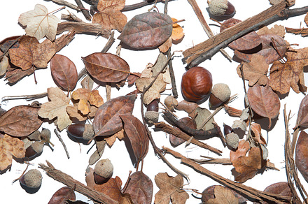 Autumn background isolated containing background, autumn, and nature, a Nature Photo by Click and Photo