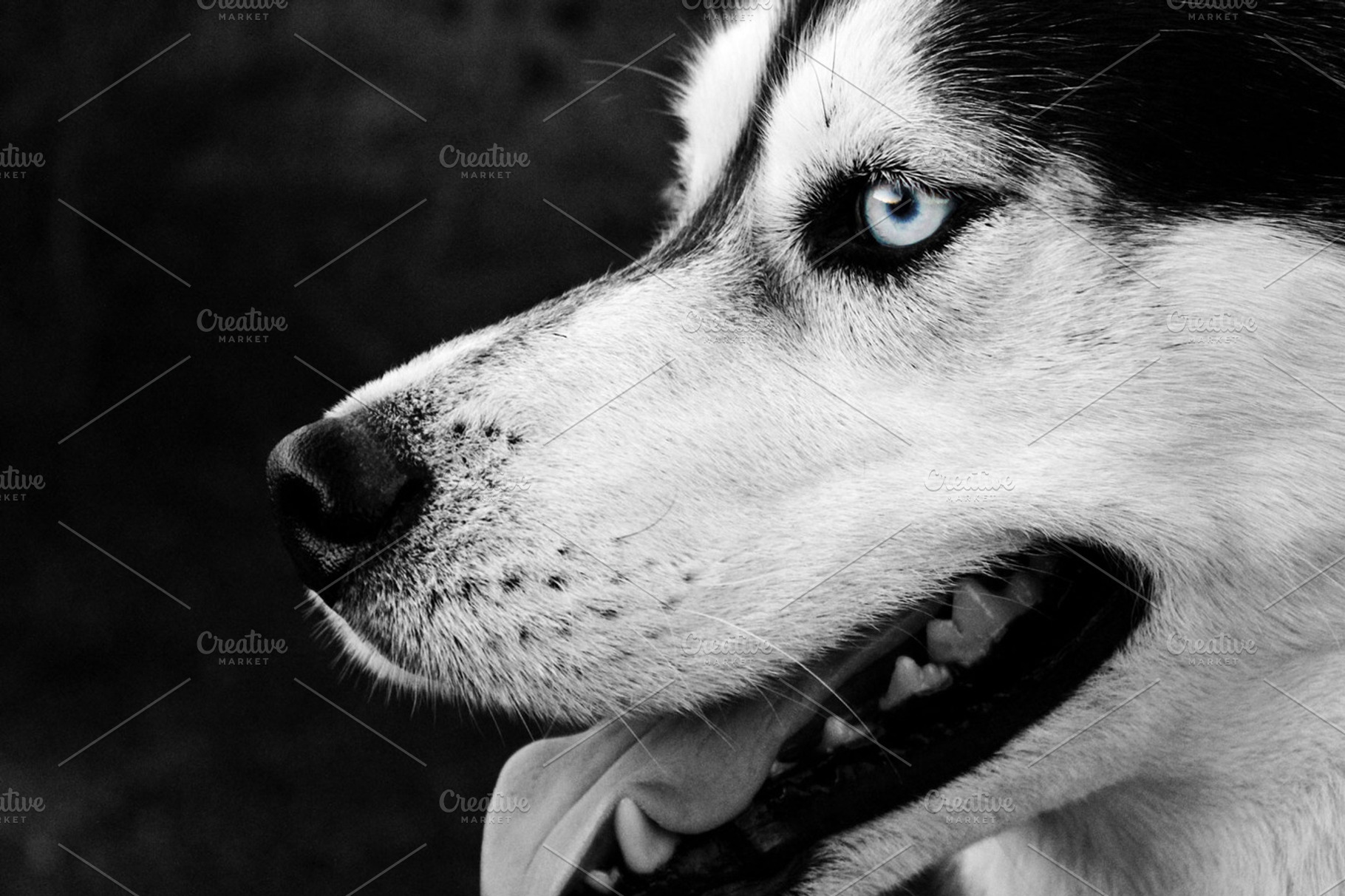 Husky Stock Photo Containing Husky And Dog