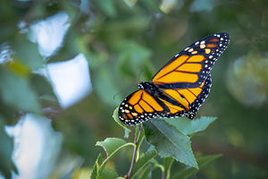 Monarch Butterfly Rests on Foliage., a Nature Photo by Andy Dean Photography