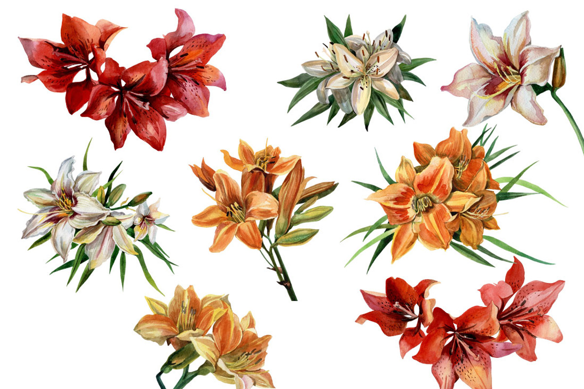 Watercolor flowers set - Lilies, a Texture Illustration by My art shop (Photo 4 of 4)