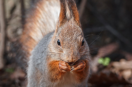 Red Squirrel climbing up in a tree., an Animal Photo by AlexBush