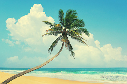 Palm tree bent over the ocean featuring sea, tree, and ocean, a Nature Photo by Byrdyak