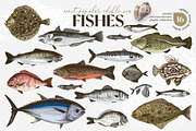 Most popular edible sea fishes, a Food Illustration by handsketched (Thumbnail 1 of 14)