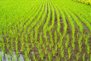 Lush green rice field on Nakasendo trail near Magome and Tsumago, a Nature Photo by GoodGoods