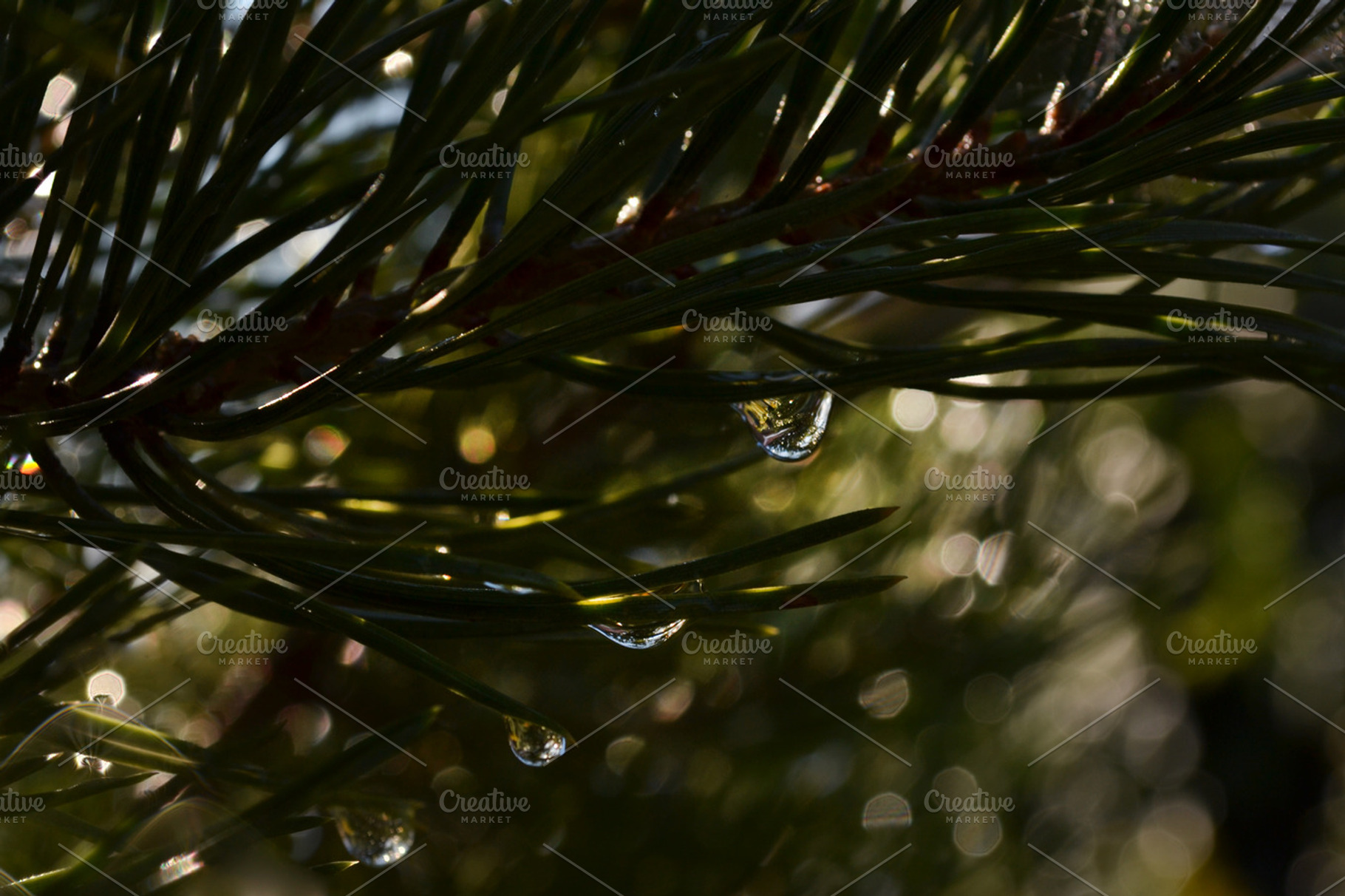 Pine needles containing pine, needle, and water, a Nature Photo by Innire