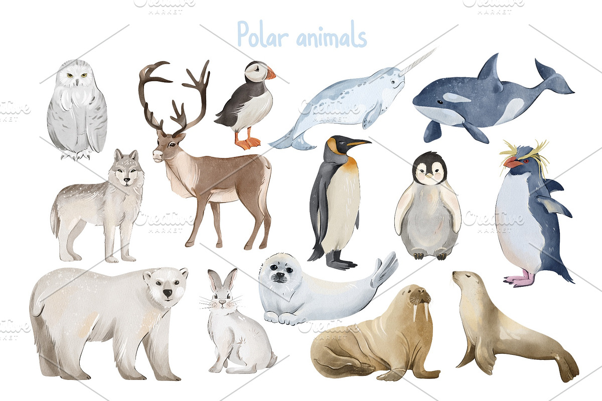 Polar Animals Clipart, an Animal Illustration by ArtGiftsStudio (Photo 2 of 6)