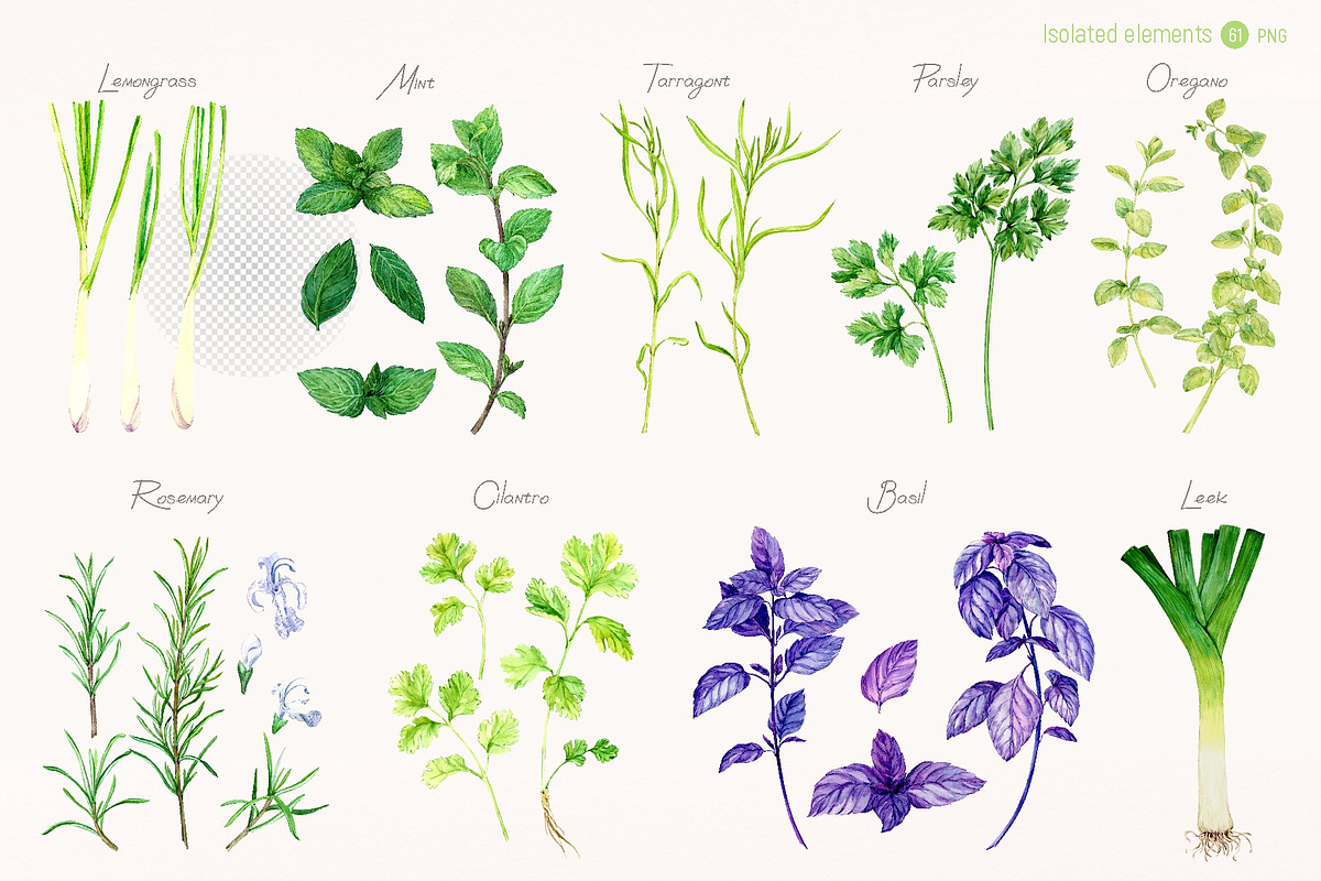 Culinary Herbs. Watercolor Set, a Food Illustration by Tata Pilip (Photo 13 of 14)