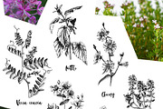 Hand drawn medicinal herbs, a Healthcare Illustration by handsketched (Thumbnail 4 of 14)