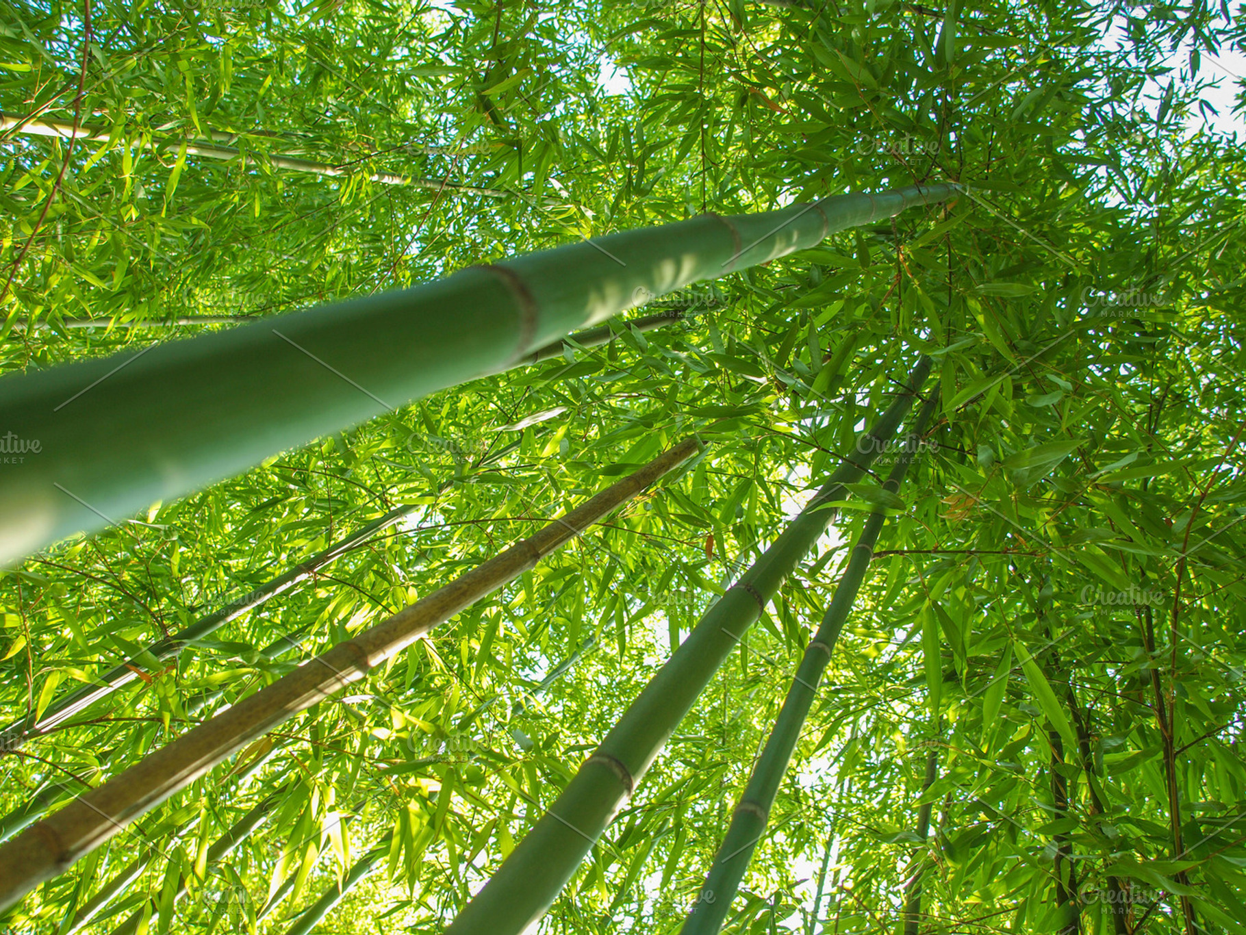 Bamboo featuring bamboo, tree, and bamboo tree
