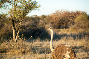 Ostrich In Botswana Africa, an Animal Photo by THP Creative