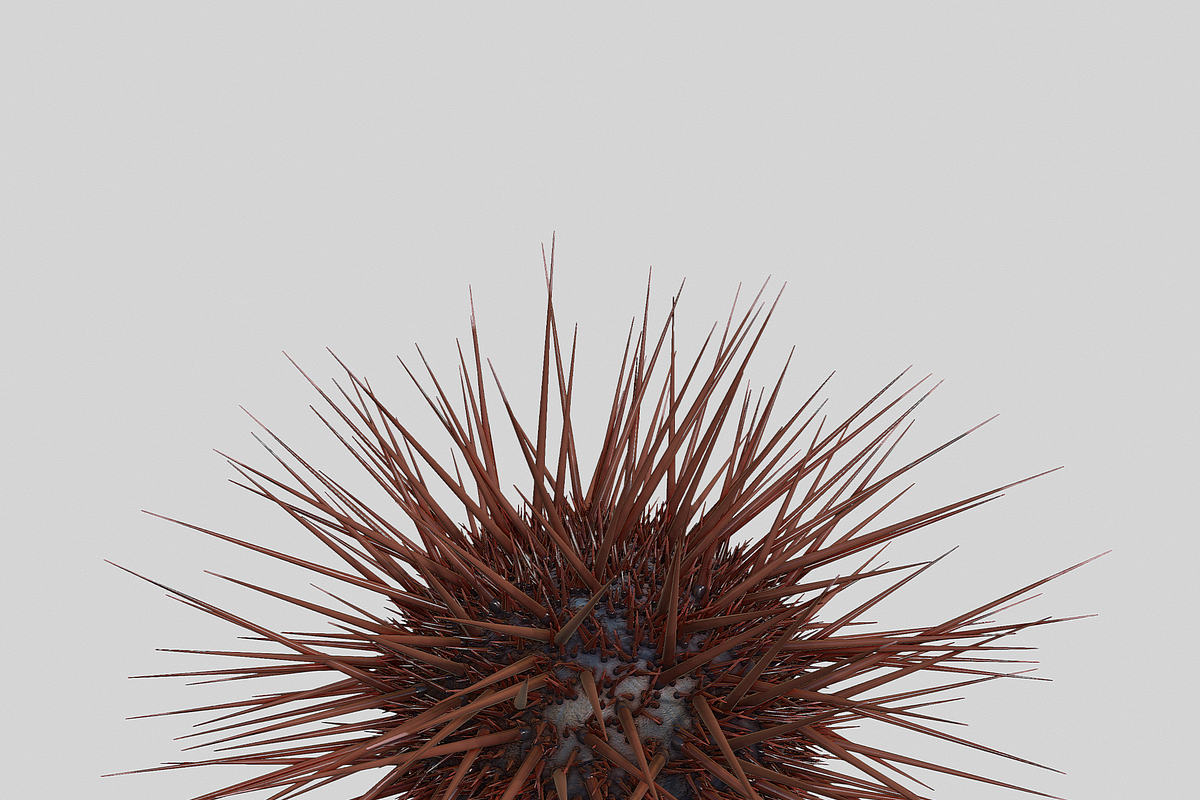 Sea urchin V1, an Environmental 3D Model by AndrewWhite (Photo 3 of 6)