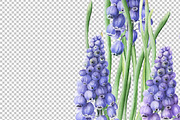 Botanical Muscari Set, an Illustration by Olga Koelsch (Thumbnail 7 of 9)