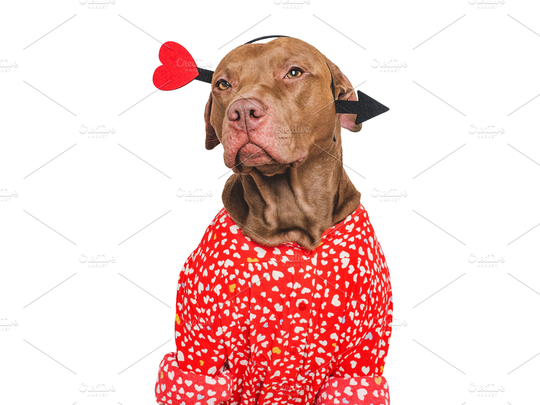 Cute brown puppy and red heart. Beautiful greeting card, an Animal Photo by Svetlana Barchan