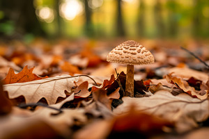 Mushroom growing among dry autumn le, a Nature Photo by professorinc