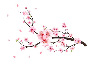 Cherry Blossom With Pink Sakura Bud