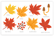 36 Autumn Elements + 12 Patterns, a Graphic by monkik (Thumbnail 6 of 12)