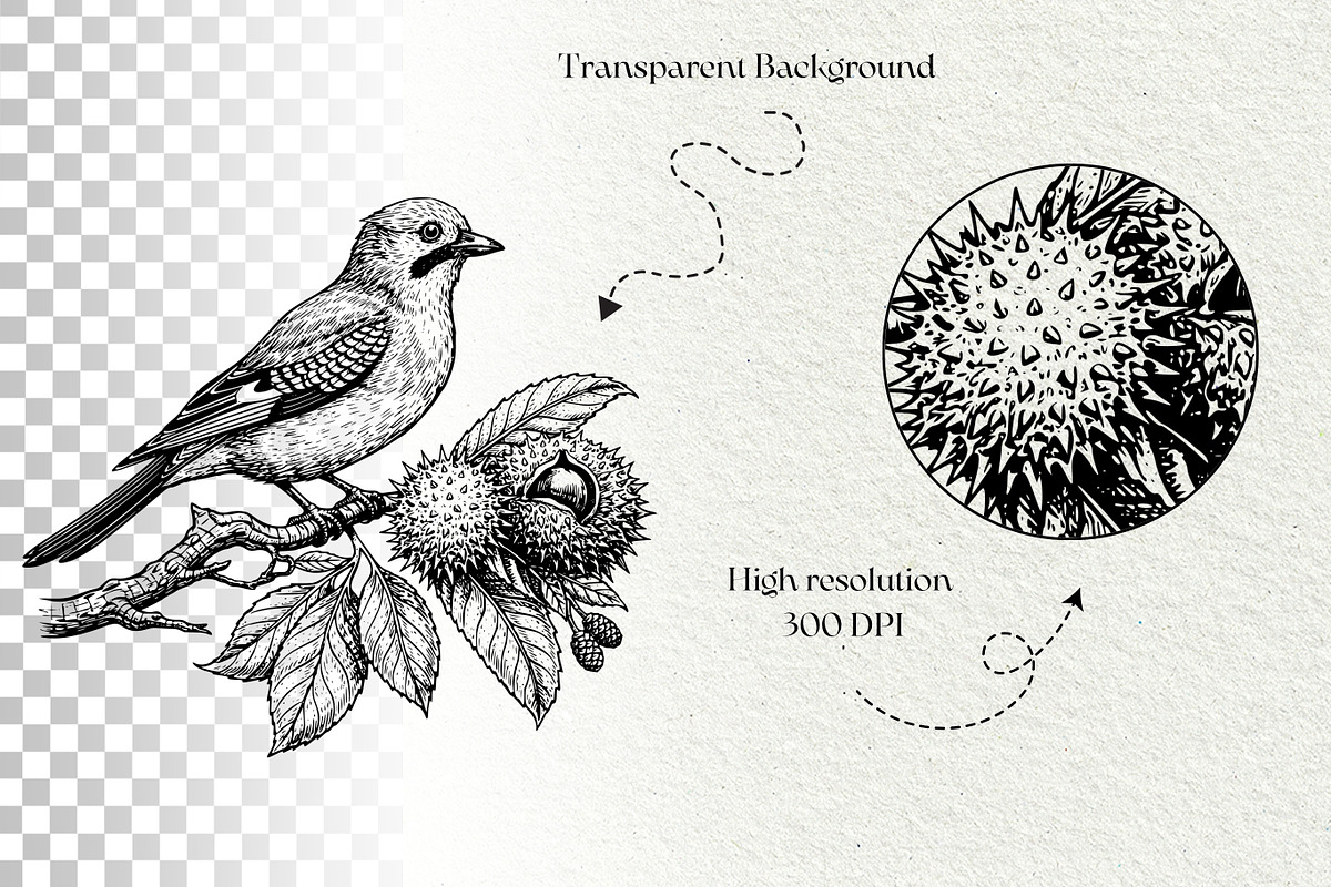 Vintage Bird Line Art Graphics, an Animal Illustration by DENIDigitalArtSudio (Photo 7 of 7)