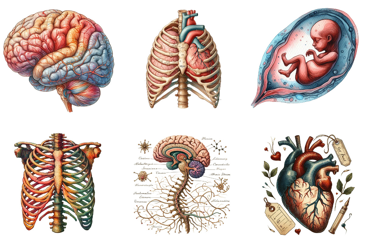 Vintage Antique Anatomy Clipart, a Seasonal Illustration by DreamArtGraphic (Photo 3 of 5)