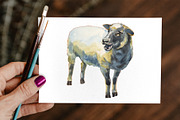 Sheep & Lambs watercolor set, an Animal Illustration by Malena (Thumbnail 4 of 4)