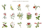 Botanical Flowers vol.1, an Illustration by BlackBird Foundry (Thumbnail 2 of 3)