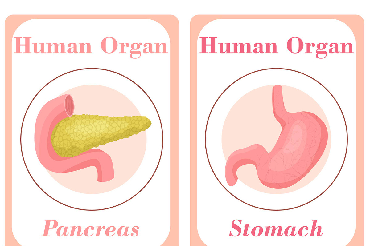 Human Organs Flash Cards, a Card Template by DigitalsDesigns (Photo 3 of 4)