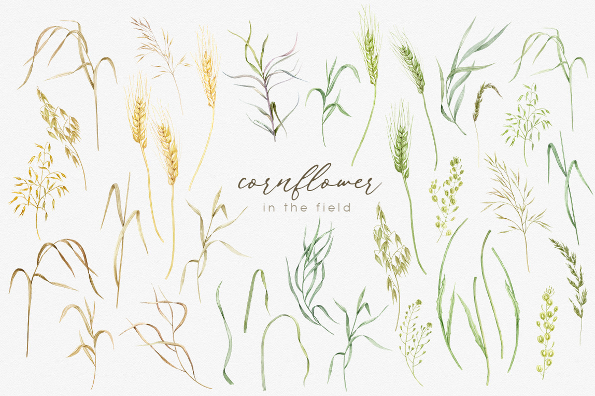 Knapweed and wildflowers collection, an Illustration by ReachDreams (Photo 3 of 12)