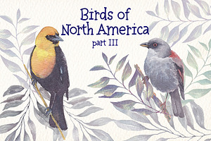 Birds Of North America Part 3