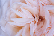 Princess Maya Rose, a Nature Photo by M.Pellot Photography (Thumbnail 2 of 2)
