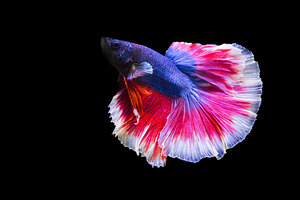 Betta fish isolated on black containing betta, action, and aggressive