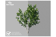 60 Assorted Plants Photo Overlays, a Nature Photo by KenScape (Thumbnail 2 of 3)