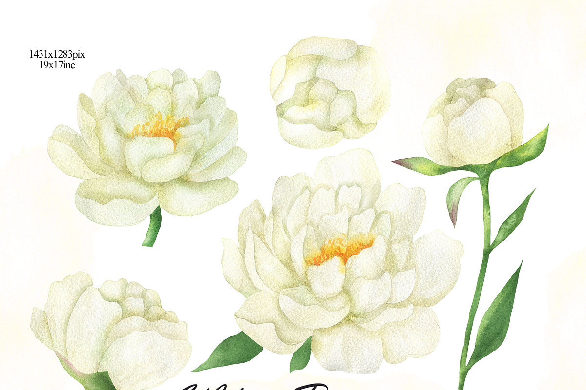 White peonies watercolor clipart, an Illustration by OlDm_Shop (Photo 2 of 10)