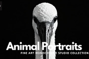40 Animal Portraits – B&W Collection, an Animal Photo by Virgo Studio (Thumbnail 1 of 6)