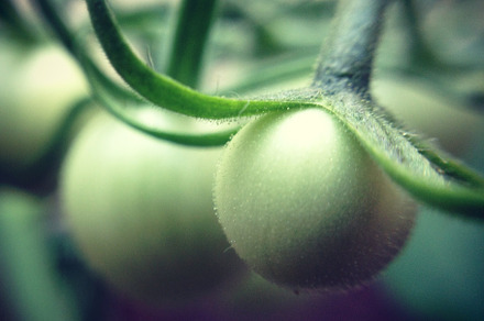 First Tomatoes