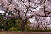 Cherry Blossom Landscape 5 Photos, a Nature Photo by Silent Nature (Thumbnail 5 of 6)
