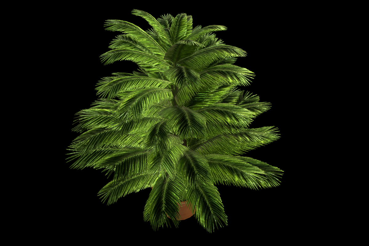 Indoor Plant : Fern, a Plants & Tree 3D Model by Kindesigns (Photo 2 of 4)