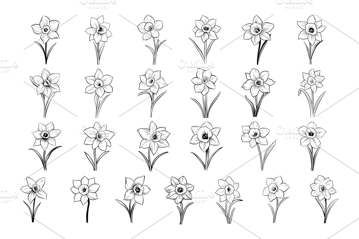 50 Daffodil Flowers Procreate Stamps, a Brush Add-On by Procreate Sale (Photo 4 of 6)