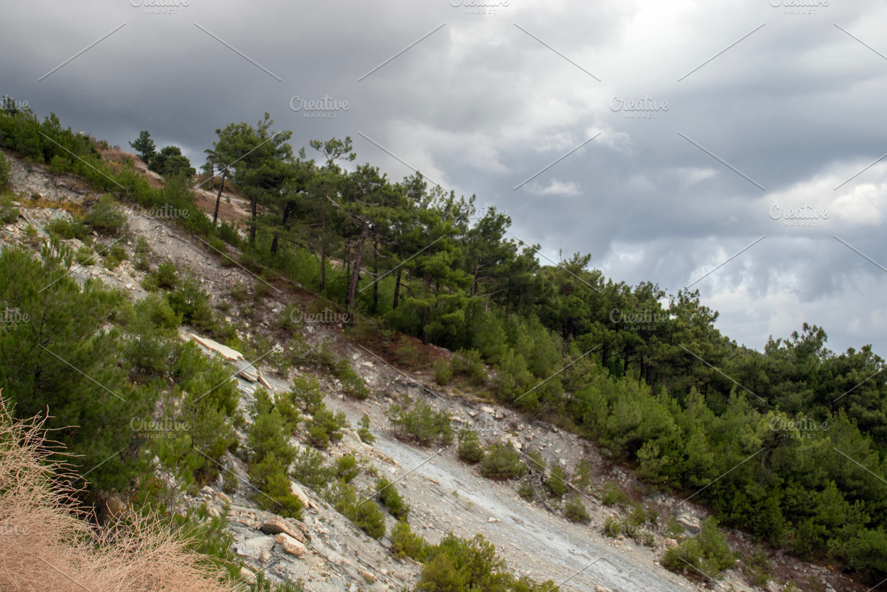 Green trees on steep mountainside, a Nature Photo by Schreibikus
